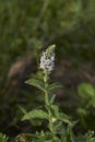 Mentha longifolia in bloom