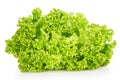 Fresh leaf lettuce closeup on a white background Royalty Free Stock Photo