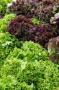 Fresh leaf lettuce on display at the market Royalty Free Stock Photo