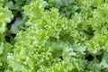 Fresh leaf lettuce with green leaves in garden. Vegetables salad. Organic raw health food Royalty Free Stock Photo