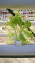 Fresh leaf lettuce green vegetable plant by hydroponic method. Nutrient film transfer Hydroponic setup system idea. Modern