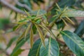 Fresh leaf of mango tree in the garden for background Royalty Free Stock Photo