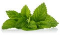 Fresh leaf mint green herbs ingredient Royalty Free Stock Photo