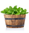 Fresh leaf mint green herbs ingredient Royalty Free Stock Photo