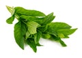 Fresh leaf mint green herbs ingredient Royalty Free Stock Photo