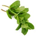 Fresh leaf mint green herbs ingredient Royalty Free Stock Photo