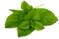 Fresh leaf mint green herbs ingredient. Vector illustration. Illustrative editorial use only. Royalty Free Stock Photo