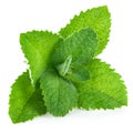 Fresh leaf mint green herbs ingredient Royalty Free Stock Photo