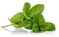 Fresh leaf mint green herbs ingredient Royalty Free Stock Photo