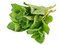 Fresh leaf mint green herbs ingredient Royalty Free Stock Photo