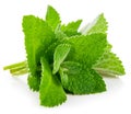 Fresh leaf mint Royalty Free Stock Photo