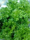 Fresh leaf of parsley green shining Royalty Free Stock Photo