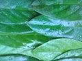 Fresh leaf photo with attractive colors and patterns and unique shapes