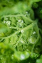 Fresh leaf of savoy cabbage Brassica oleracea sabauda with lots of drops of dew growing in homemade garden. Close-up. Royalty Free Stock Photo