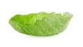 Fresh leaf of savoy cabbage isolated on white Royalty Free Stock Photo
