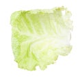 Fresh leaf of savoy cabbage vegetable isolated Royalty Free Stock Photo