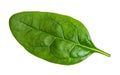 Fresh leaf of Spinach leafy vegetable cut out