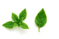 Fresh leaf and sprig of basil on a white background, isolated. Top view, flat lay Royalty Free Stock Photo