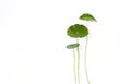 Fresh leaf with stem isolate on white background Royalty Free Stock Photo