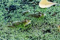 Fresh, leaf, texture, plant, two, animal, aquatic, background, beauty, biology, brown, close, closeup, color, common, cute, ecolog Royalty Free Stock Photo