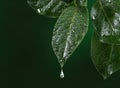 Fresh leaf with water drop falling