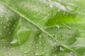 Fresh leaf with water raindrops natural macro wallpaper