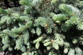 Fresh leafage of Colorado spruce