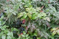 Fresh leafage of Mahonia aquifolium