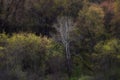 Fresh leafs blooming on trees during spring time in Michigan contryside