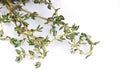 Fresh leafs of thyme Royalty Free Stock Photo