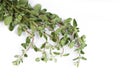 Fresh leafs of thyme Royalty Free Stock Photo