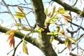 Fresh leafs of the walnut tree