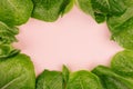 Fresh leafy greens as decorative frame on pink background.