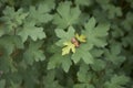 Fresh leaves of Acer campestre tree Royalty Free Stock Photo