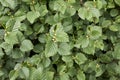 Fresh leaves of Alnus incana