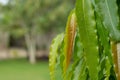 Fresh leaves of the Ashoka tree