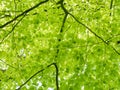 Fresh leaves on a beech tree Royalty Free Stock Photo