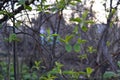 Fresh leaves of bird cherry in spring garden. Elegant interlacing of branches