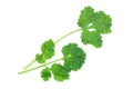 Fresh leaves and brach coriander with water drop Royalty Free Stock Photo