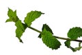 Fresh leaves on branch of spearmint Mintha Spicata on white background Royalty Free Stock Photo