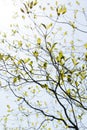 Fresh leaves and branches of dogwood and sunshine Royalty Free Stock Photo