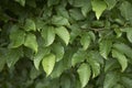Textured foliage of Carpinus betulus tree Royalty Free Stock Photo