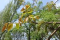 Fresh leaves and catkins of walnut in April Royalty Free Stock Photo