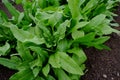 Fresh leaves of Chinese asparagus salad close-up.