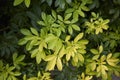 Choisya ternata evergreen shrub Royalty Free Stock Photo