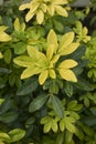 Choisya ternata evergreen shrub Royalty Free Stock Photo