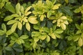Choisya ternata evergreen shrub Royalty Free Stock Photo