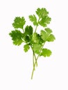 Fresh leaves of cilantro isolated on white background Royalty Free Stock Photo