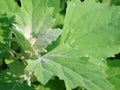 Chenopodium album fresh leaves Royalty Free Stock Photo