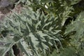 Gray green leaves of Cynara cardunculus plant Royalty Free Stock Photo